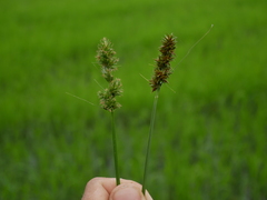Carex leersii