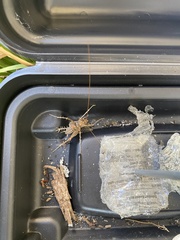 Ceuthophilus maculatus