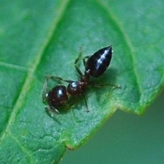 Crematogaster matsumurai