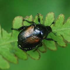 Popillia flavosellata