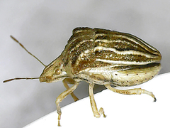 Ancyrosoma leucogrammes
