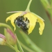 Dark-legged Yellow Loosestrife Bee - Photo (c) tomwood734, some rights reserved (CC BY-NC), uploaded by tomwood734