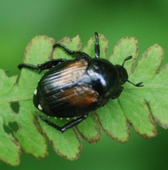 Popillia flavosellata