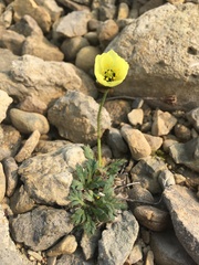 Papaver polare