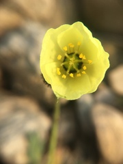Papaver polare