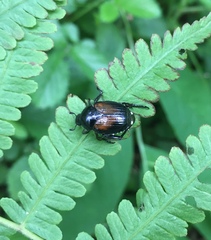 Popillia flavosellata