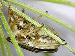 Ancyrosoma leucogrammes