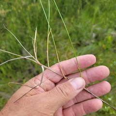 Carex chordorrhiza