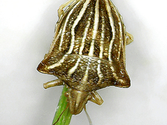 Ancyrosoma leucogrammes