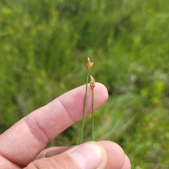 Carex chordorrhiza