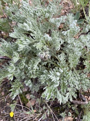 Artemisia arctica