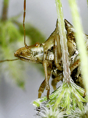 Ancyrosoma leucogrammes