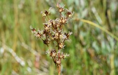 Juncus nevadensis