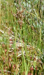 Juncus nevadensis