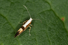 Argyresthia semifusca