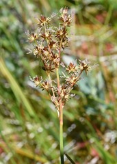 Juncus nevadensis