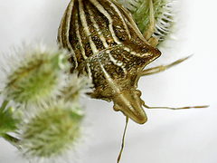 Ancyrosoma leucogrammes
