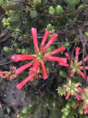 Erica abietina