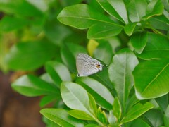Catochrysops panormus exiguus