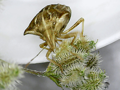 Ancyrosoma leucogrammes