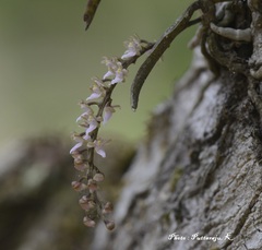 Diplocentrum congestum