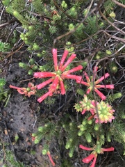 Erica abietina