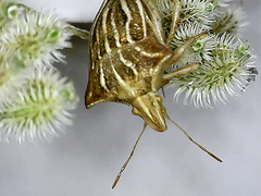 Ancyrosoma leucogrammes