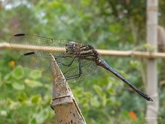 Cannaphila