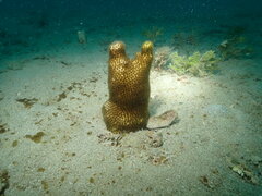 Solenastrea hyades