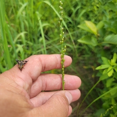 Dichanthelium xanthophysum
