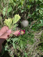 Castilleja lutescens