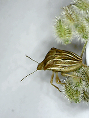 Ancyrosoma leucogrammes