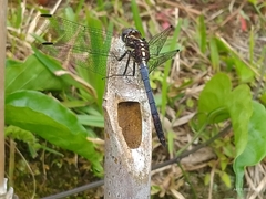 Cannaphila
