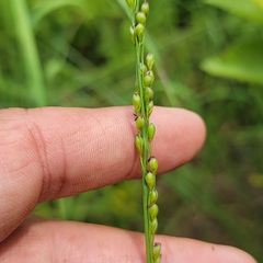 Dichanthelium xanthophysum