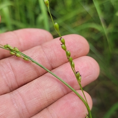 Dichanthelium xanthophysum