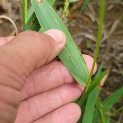 Dichanthelium xanthophysum