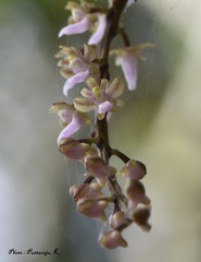 Diplocentrum congestum