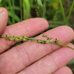 Dichanthelium xanthophysum