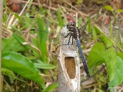 Cannaphila