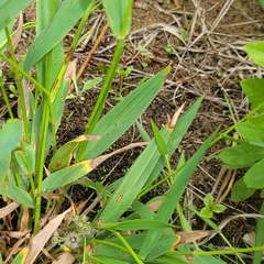 Dichanthelium xanthophysum