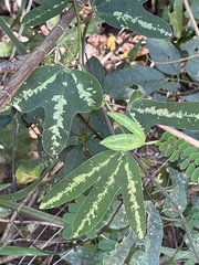 Passiflora trifasciata