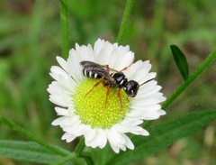 Cerceris albofasciata