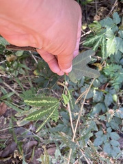 Passiflora trifasciata