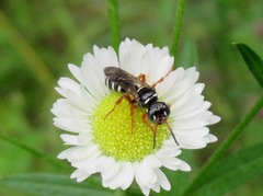 Cerceris albofasciata