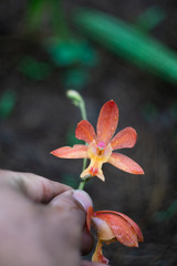 Bletia coccinea