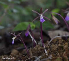 Nervilia infundibulifolia