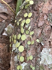 Peperomia circinnata