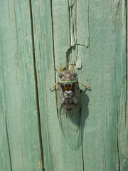 Diceroprocta viridifascia