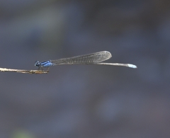 Archibasis oscillans