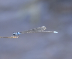 Archibasis oscillans